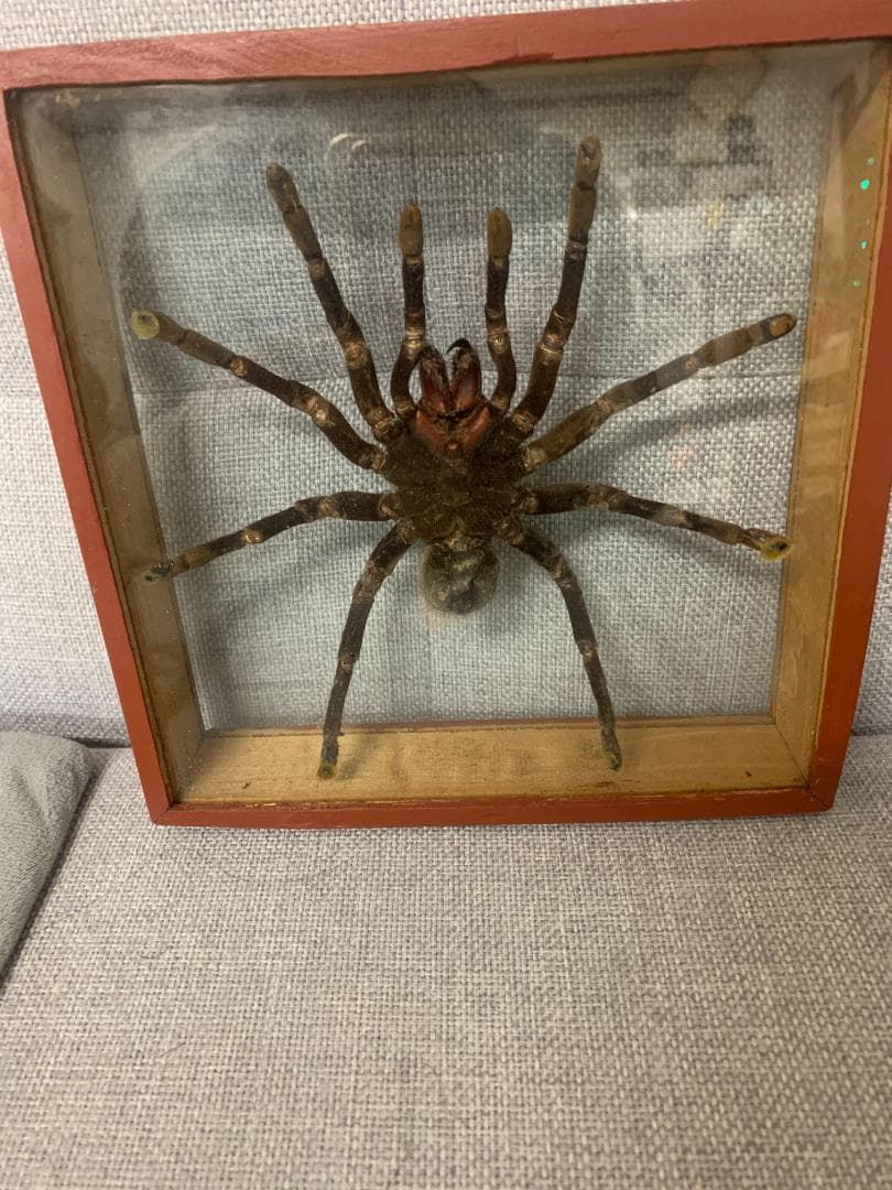 クモ標本 ガラスケース入り約20cm　巨大タランチュラ17cm×17cm
