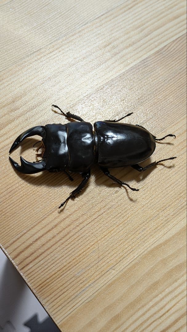 アンタエウスオオクワガタ　85mmペア