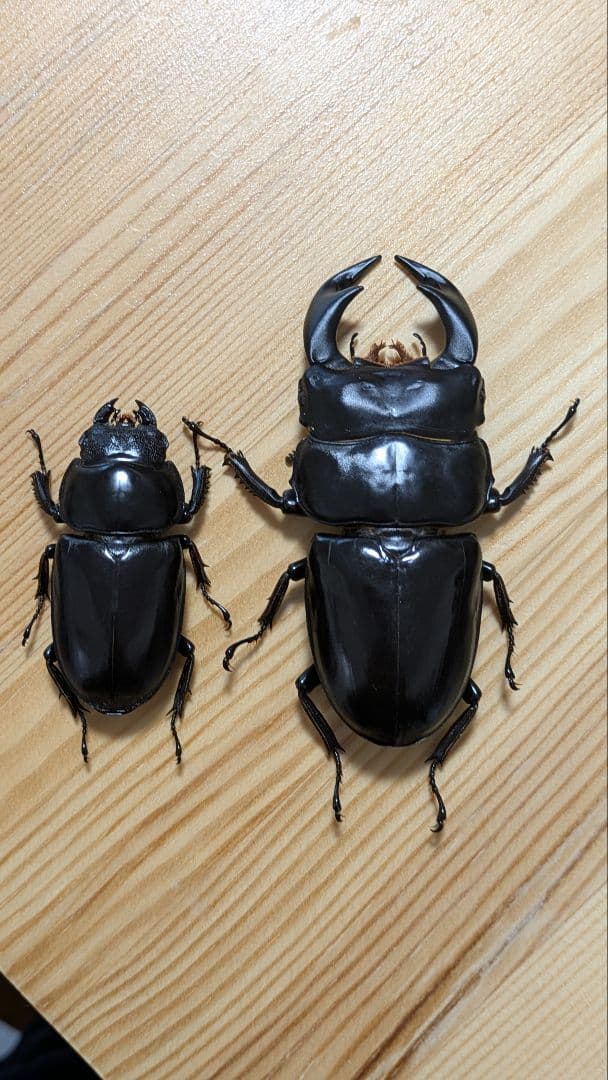 アンタエウスオオクワガタ　85mmペア