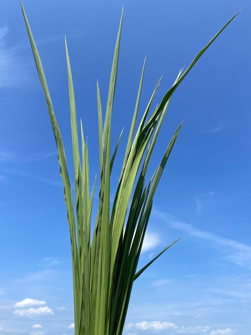 【採れたて】特大 終盤 マコモダケ宅急便80 5kg 愛知県産 自然農