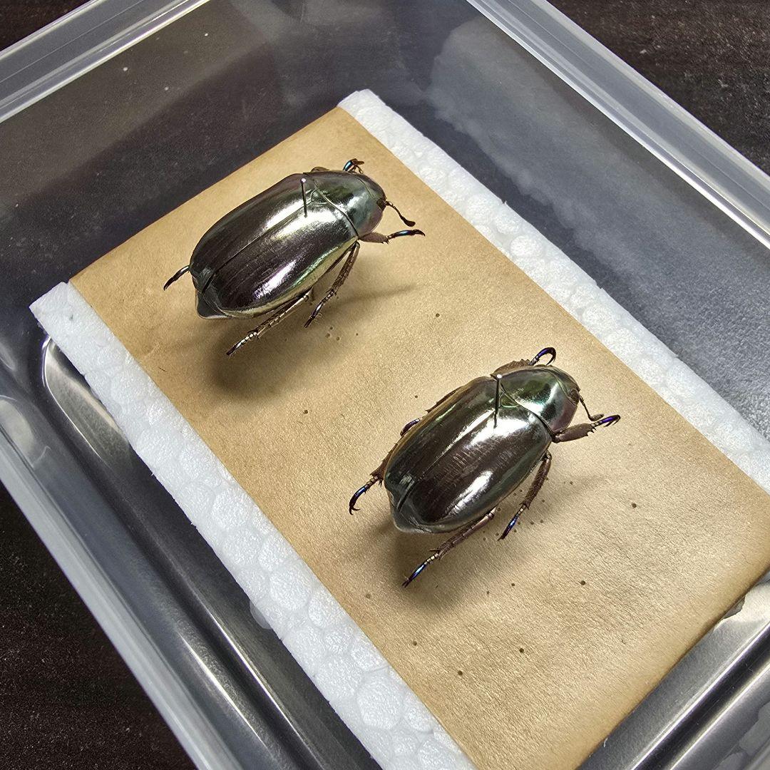 プラチナコガネ標本２頭セット