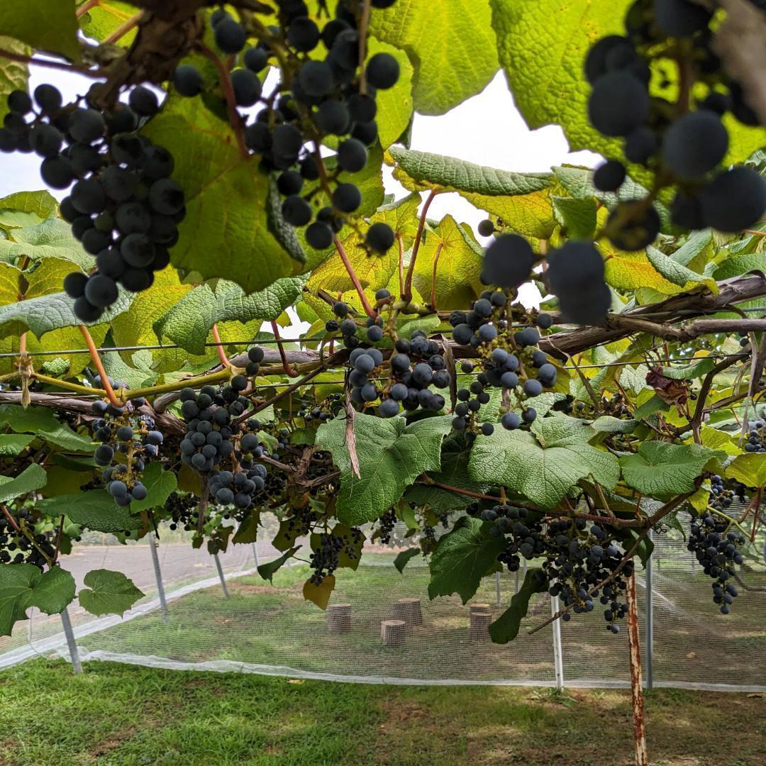 【農家直送】山形県月山山麓 山ぶどう １５kg ①