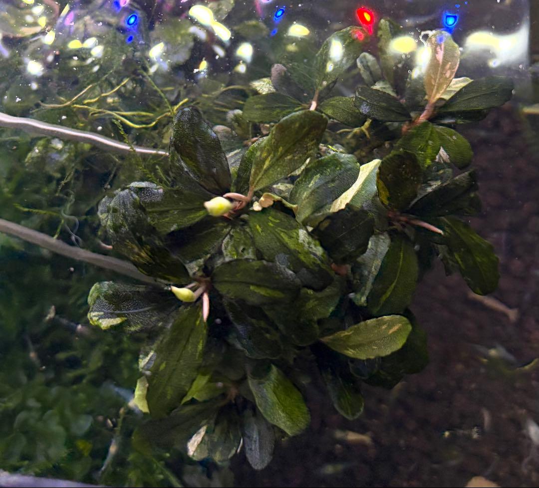 一点物　ブセファランドラ　バリエガータ　群生株　水中葉