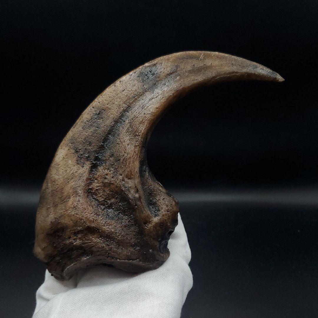 アロサウルス 爪 化石 レプリカ 約176.63mm  arr16