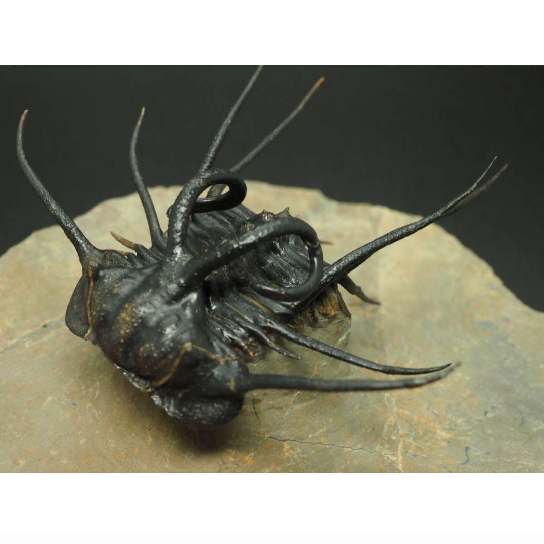 化石標本　骨格　三葉虫　ディクラヌルス　極美麗　特級標本