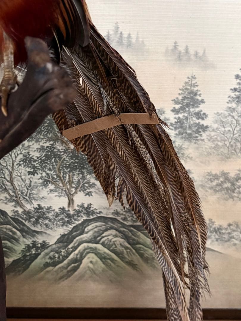 金鶏鳥剥製　錦鶏鳥　ガラスケース入り　置物