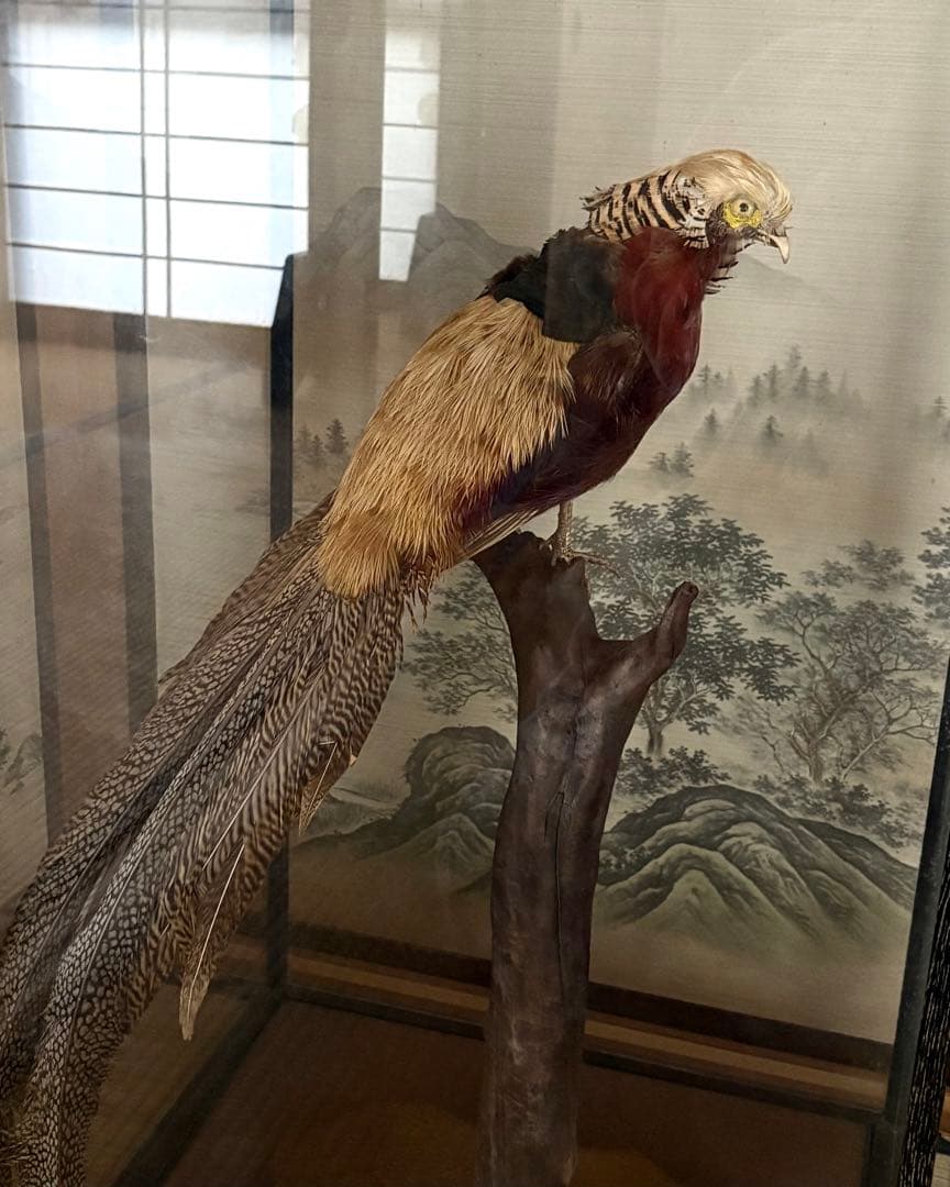 金鶏鳥剥製　錦鶏鳥　ガラスケース入り　置物