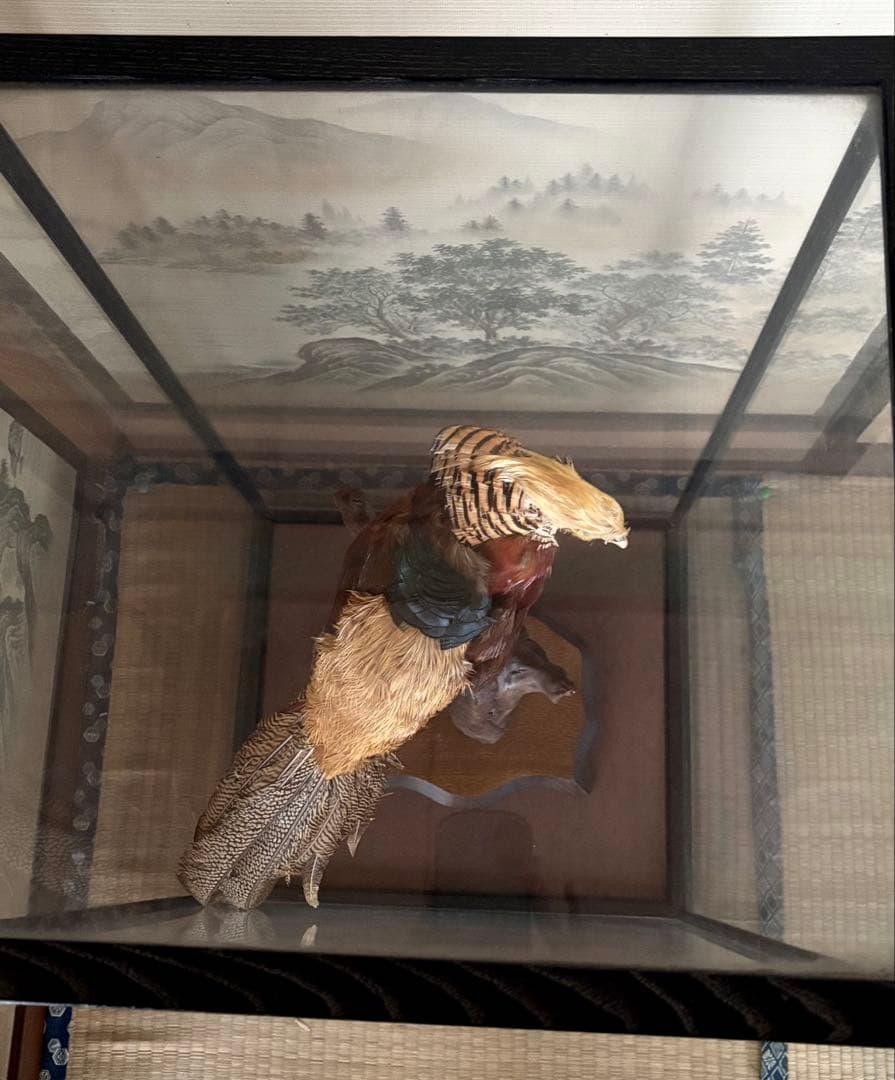 金鶏鳥剥製　錦鶏鳥　ガラスケース入り　置物