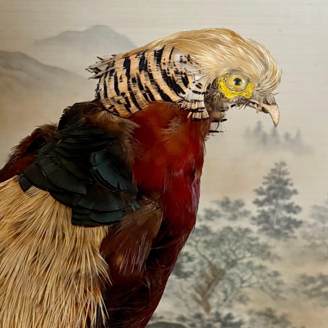金鶏鳥剥製　錦鶏鳥　ガラスケース入り　置物