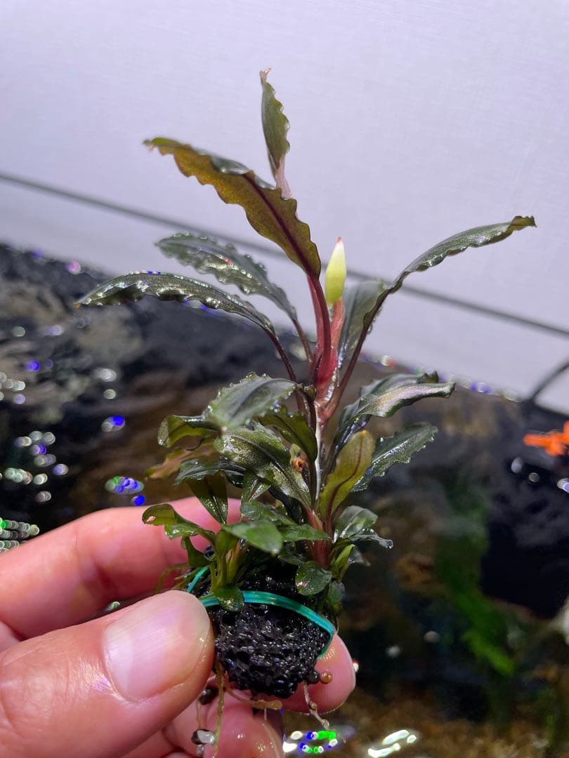 ま*ん様 ブセファランドラ 3種 4個