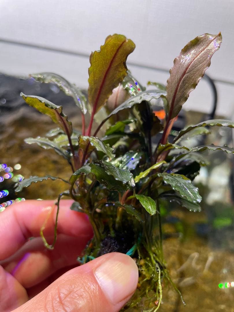 ま*ん様 ブセファランドラ 3種 4個