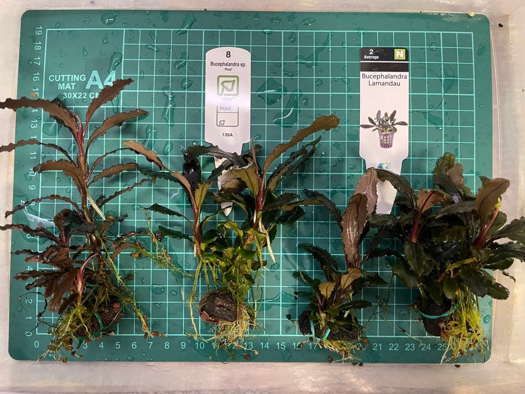 ま*ん様 ブセファランドラ 3種 4個