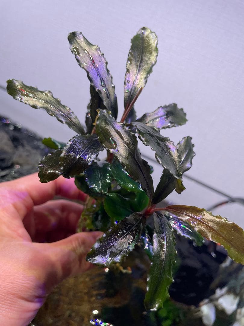 ま*ん様 ブセファランドラ 3種 4個