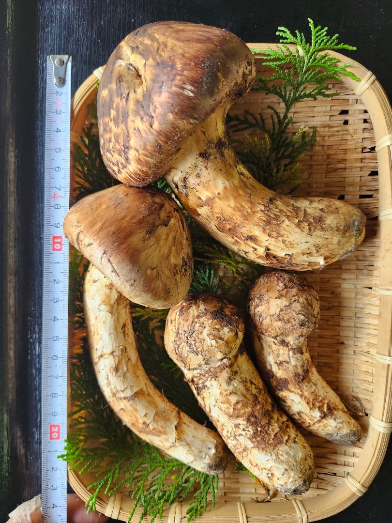 長野県　松茸　つが松茸　信州
