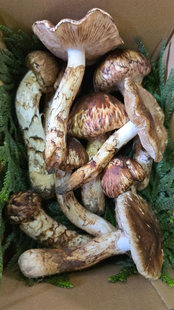 新鮮 マツタケ 332g 365g