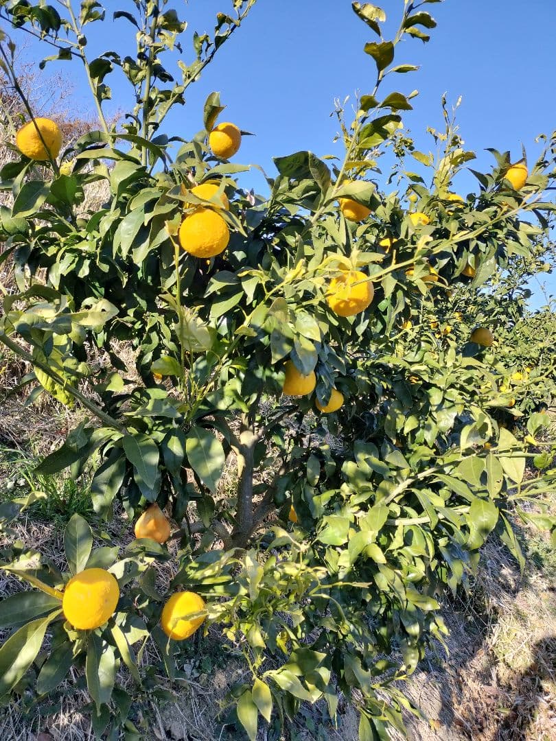 媛媛小春　9kg　愛媛県松山市産