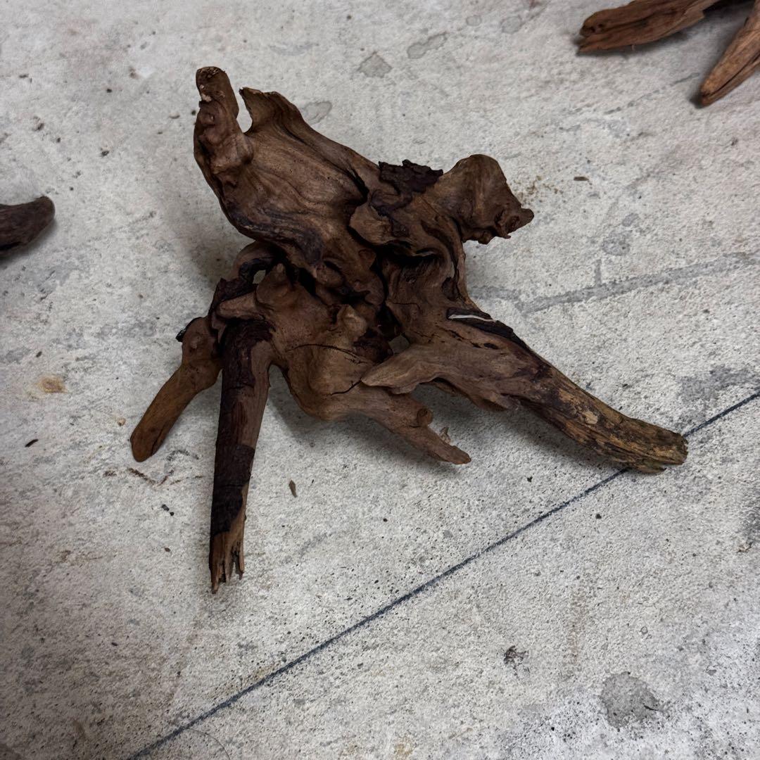 ADA ホーンウッド　流木その他　アクアリウム　テラリウム