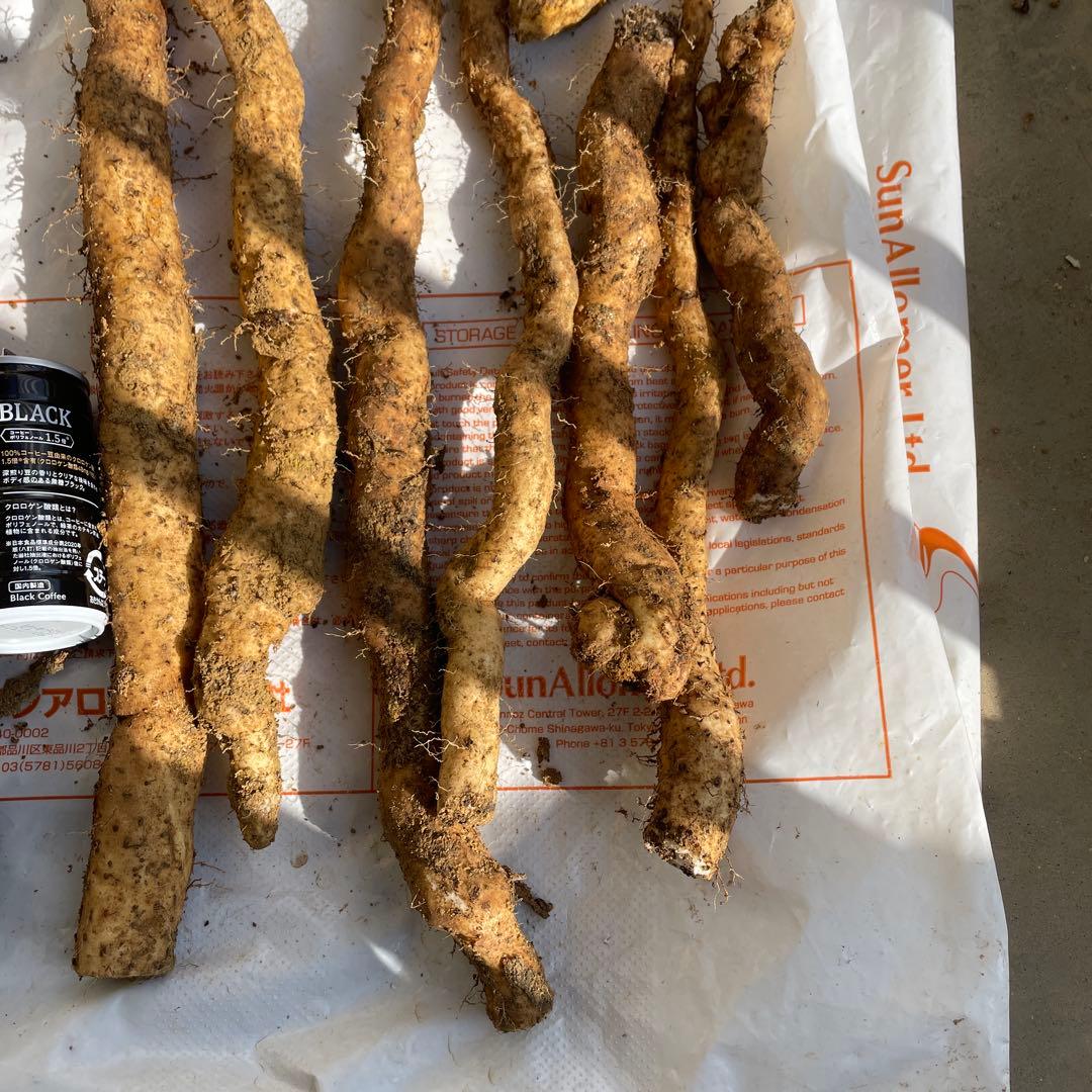 天然自然薯ーー2.5キロ