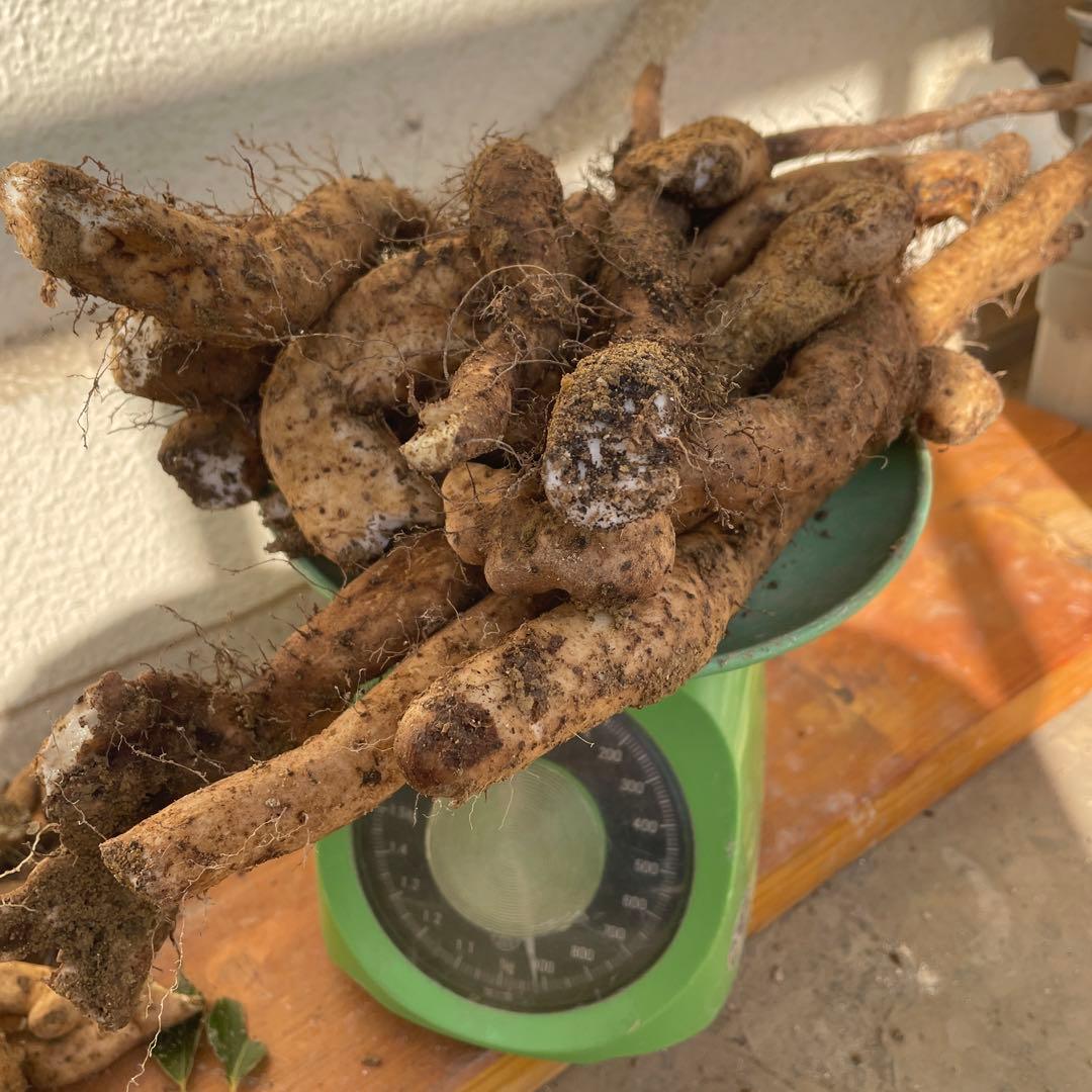 天然自然薯ーー2.5キロ