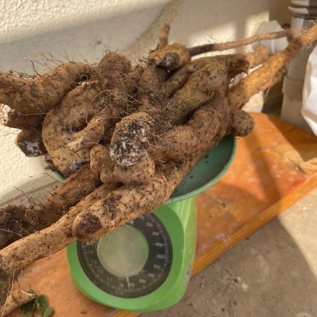 天然自然薯ーー2.5キロ