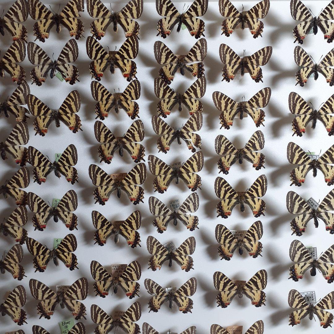 蝶標本　ギフチョウ、ヒメギフチョウ等４種100頭、大型ドイツ標本箱二箱入りセット