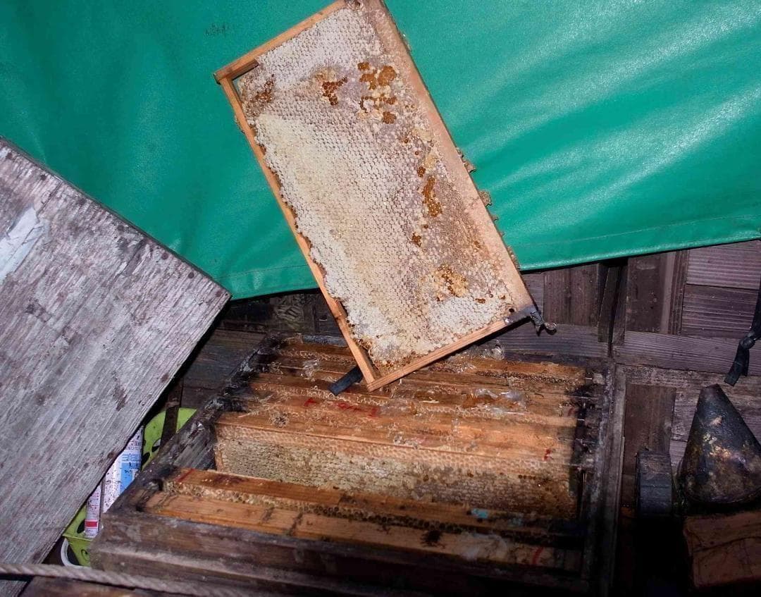 リピータ多数　プロが絞った濃厚な味わいの国産百花蜜　梅酒瓶入り　おまけ付