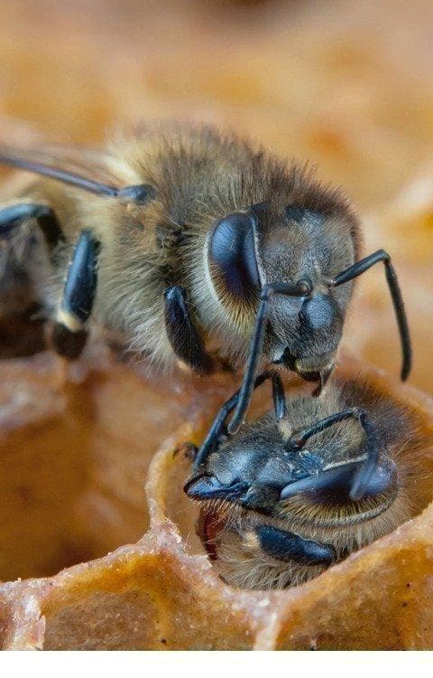 リピータ多数　プロが絞った濃厚な味わいの国産百花蜜　梅酒瓶入り　おまけ付