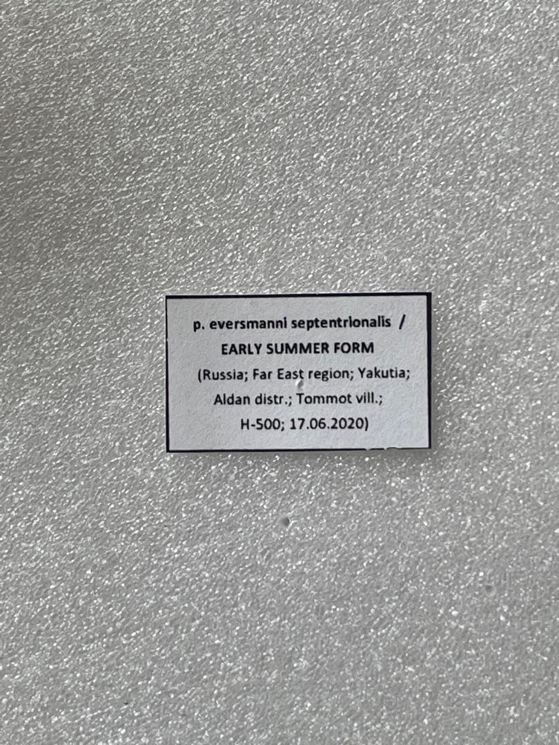 【黒化異常型】P.eversmani（1ペア、シベリア産）