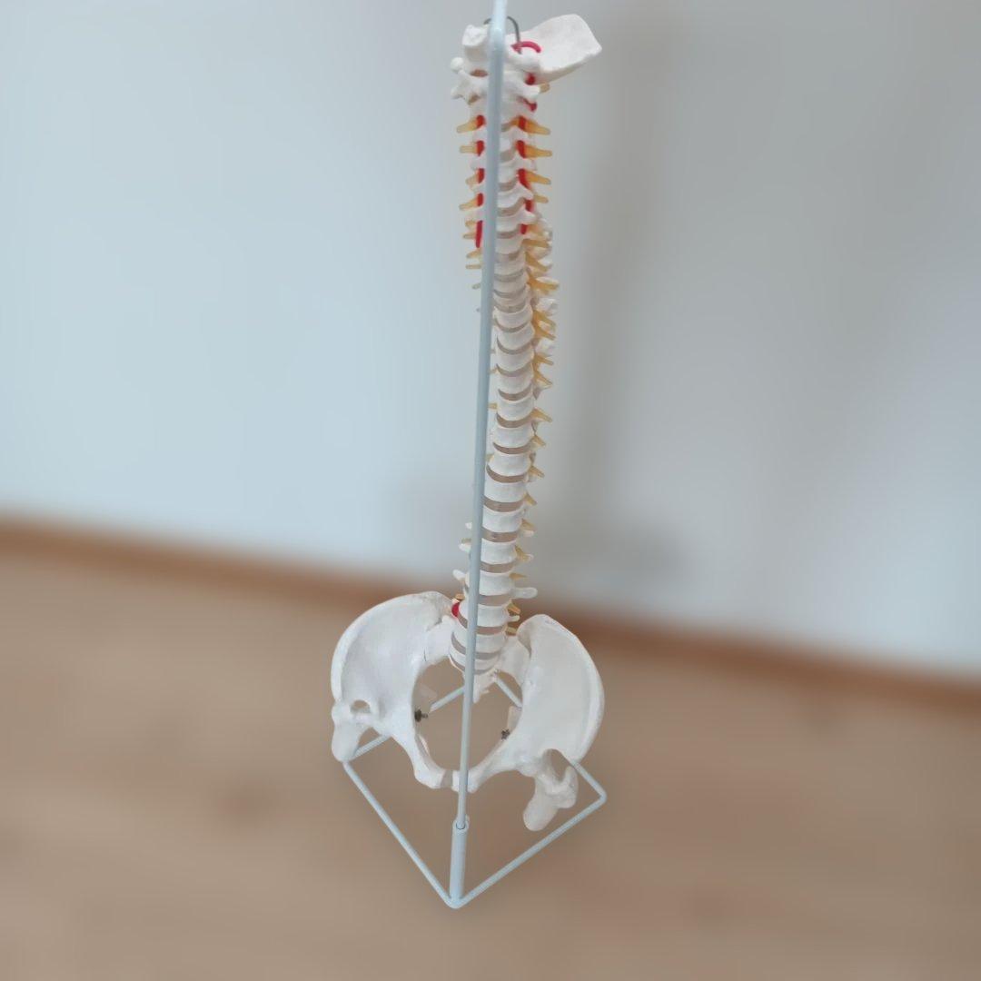 脊椎模型 可動式 約85cm