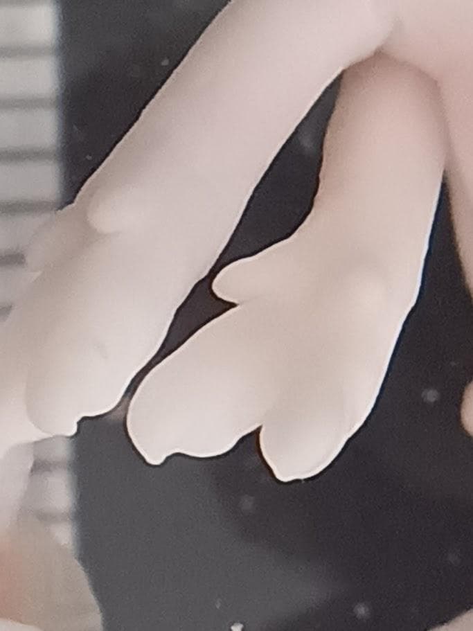 学術標本　種名ニホンジカ　胎児（♂）　エタノール浸漬標本　頭胴長約６５ｍｍ