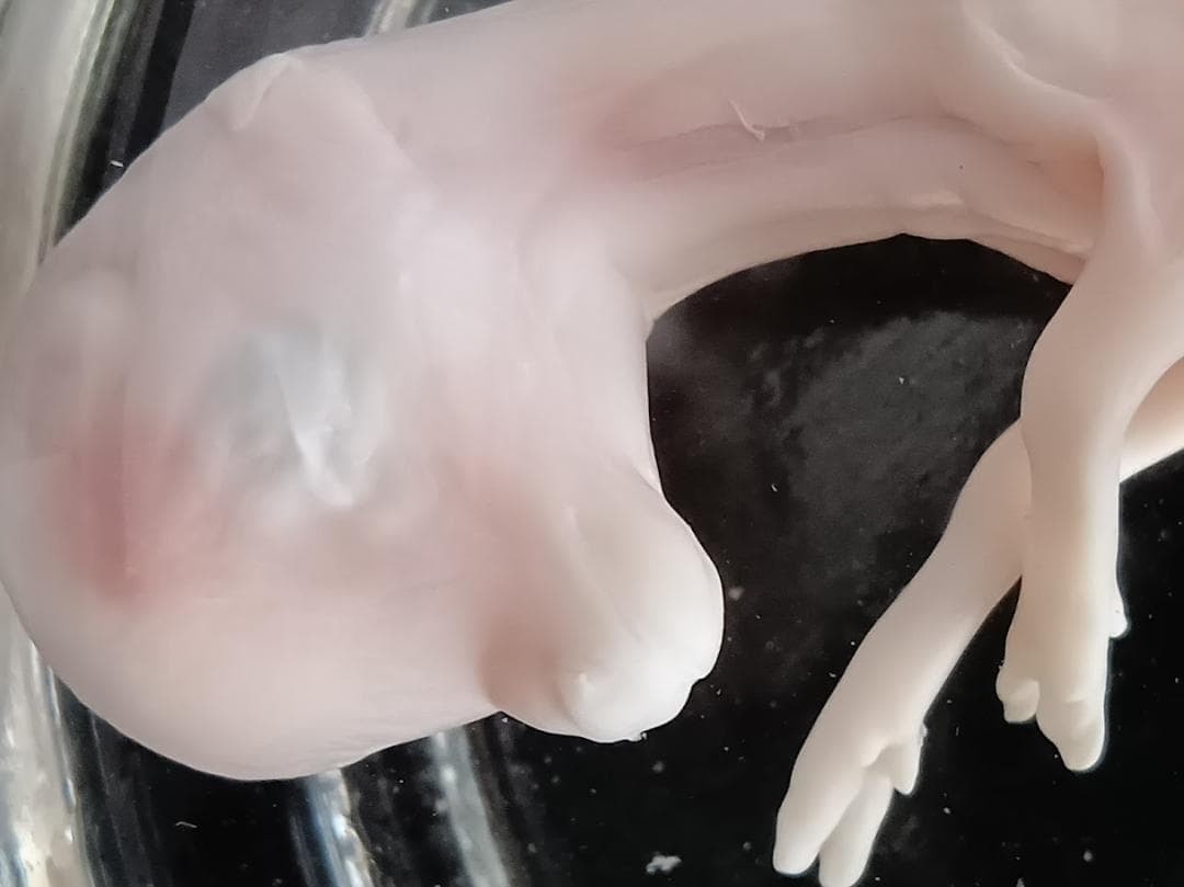 学術標本　種名ニホンジカ　胎児（♂）　エタノール浸漬標本　頭胴長約６５ｍｍ