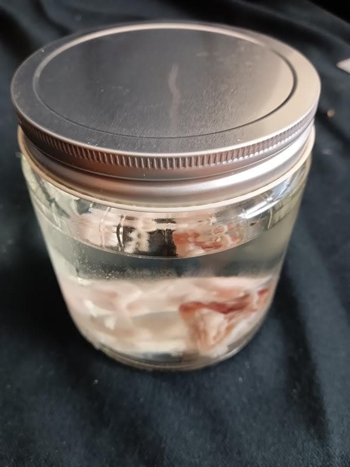 学術標本　種名ニホンジカ　胎児（♂）　エタノール浸漬標本　頭胴長約６５ｍｍ