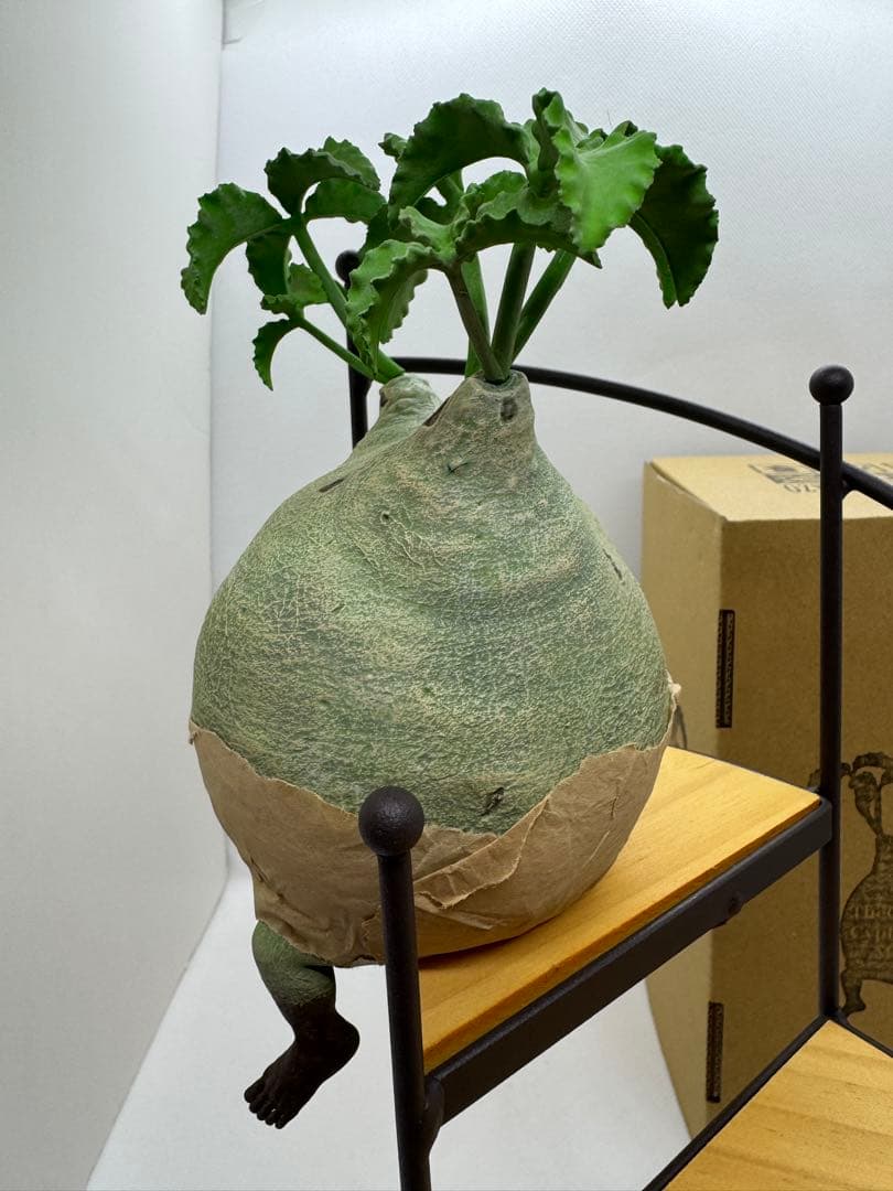 【美品】ozwrt TheCaudexMan CyphostemMan