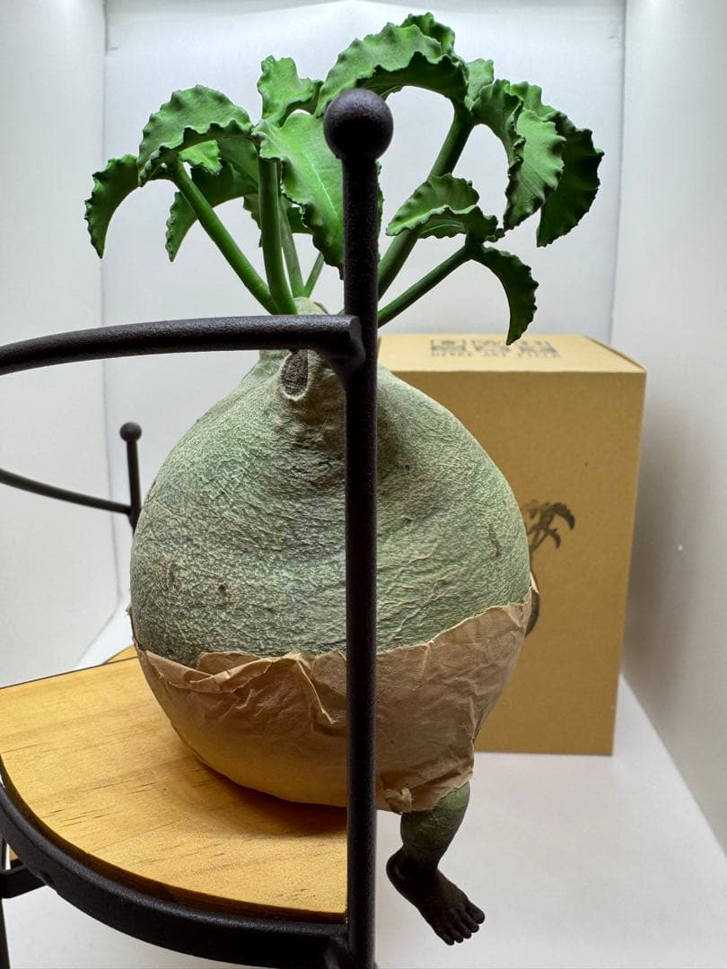 【美品】ozwrt TheCaudexMan CyphostemMan