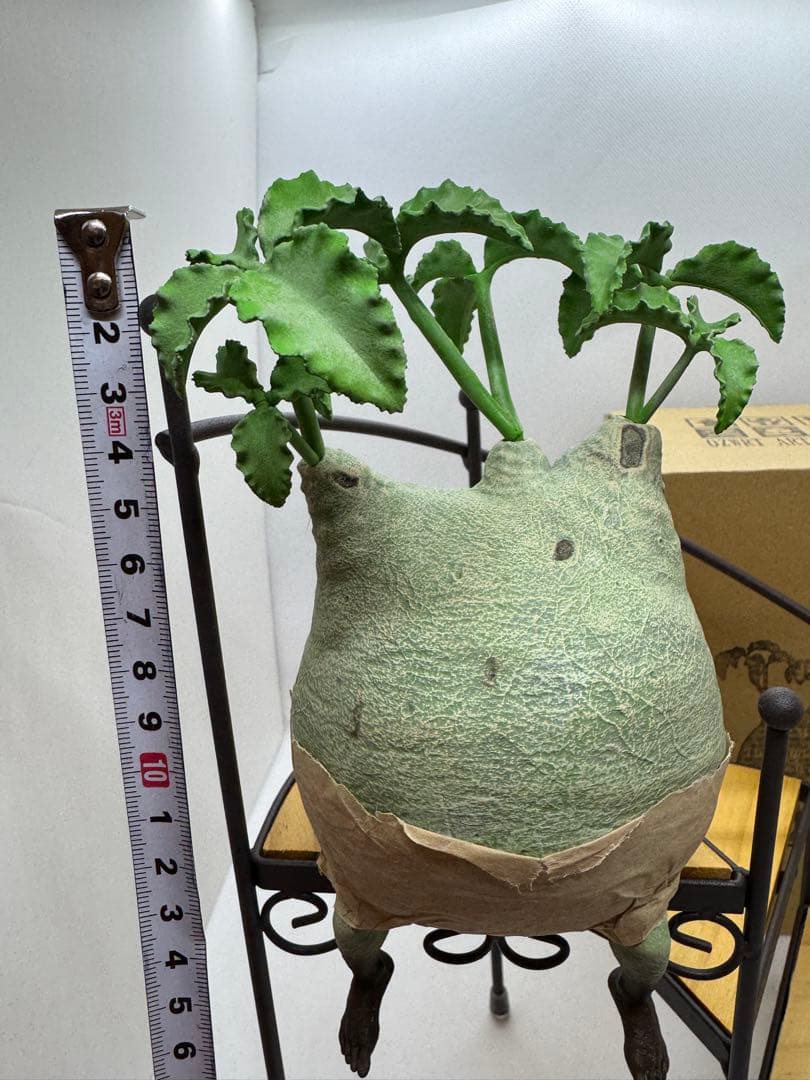 【美品】ozwrt TheCaudexMan CyphostemMan