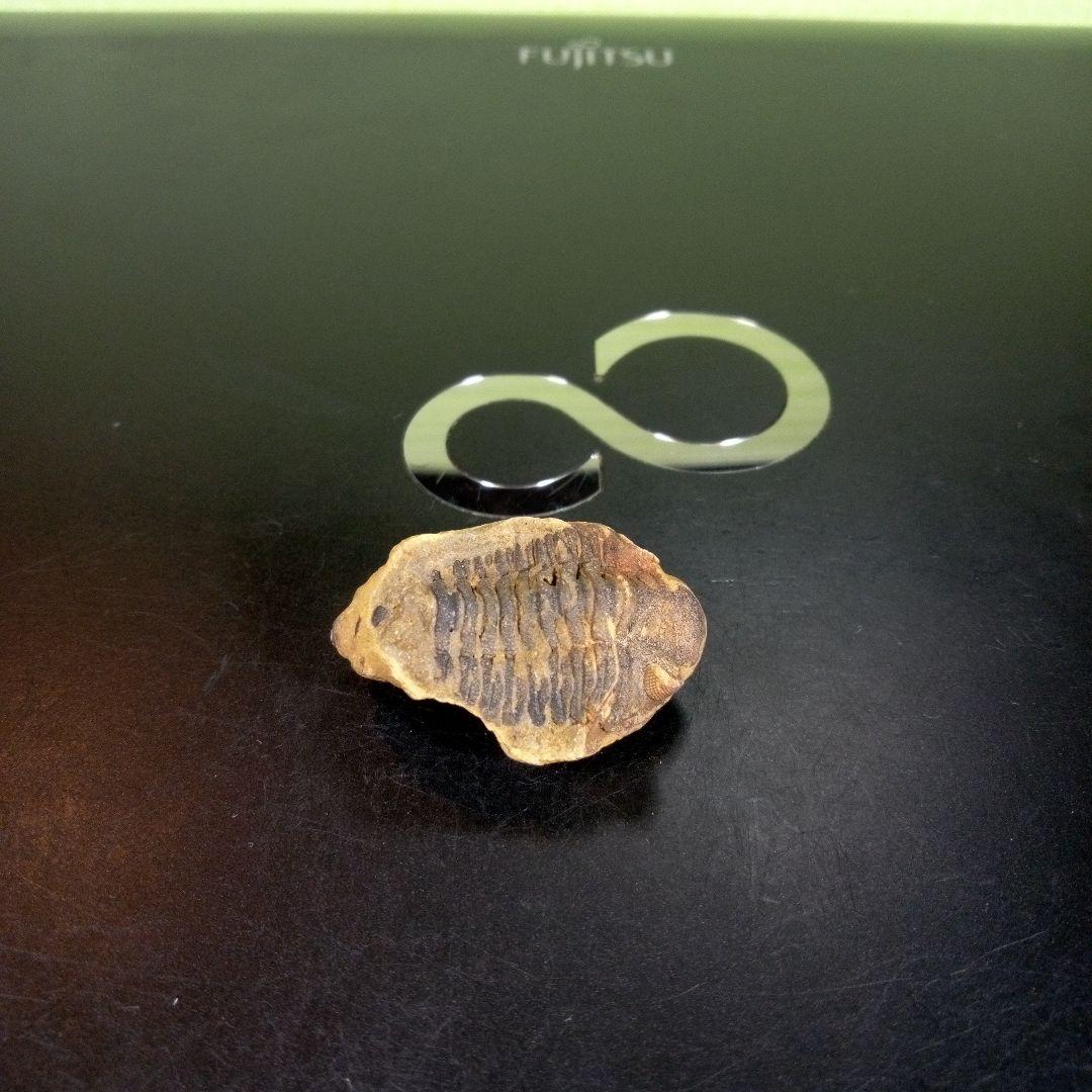 三葉虫　化石　fossil　海　ボリビア産　trilobite　海生動物分類⑨