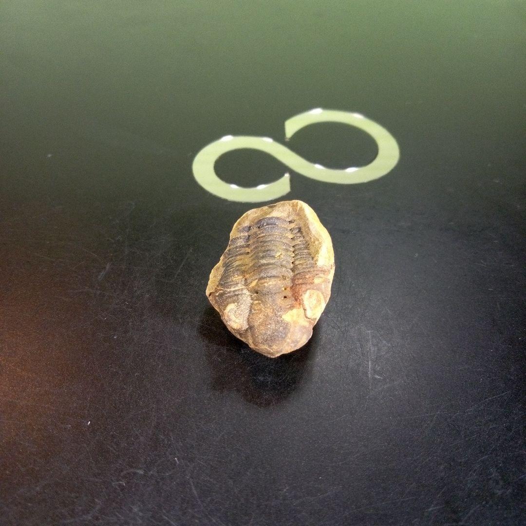 三葉虫　化石　fossil　海　ボリビア産　trilobite　海生動物分類⑨