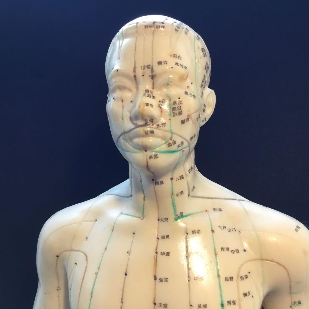 鍼灸経穴人体模型　コンプリート　中国鍼灸男性人体模型　耳　足　手