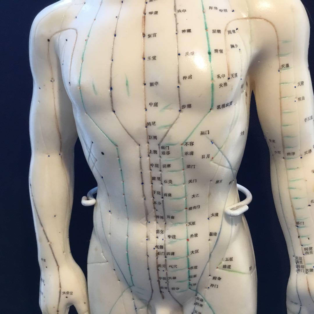 鍼灸経穴人体模型　コンプリート　中国鍼灸男性人体模型　耳　足　手