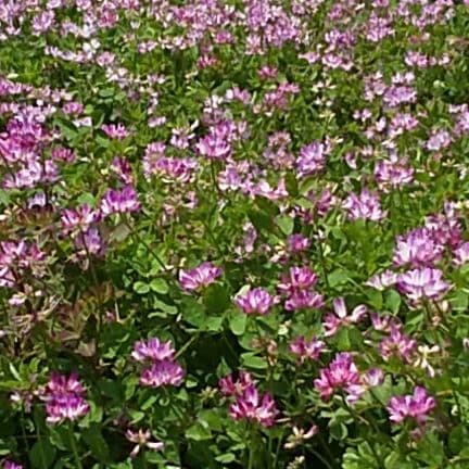 令和7年岡山県産　朝日米 玄米10キロ