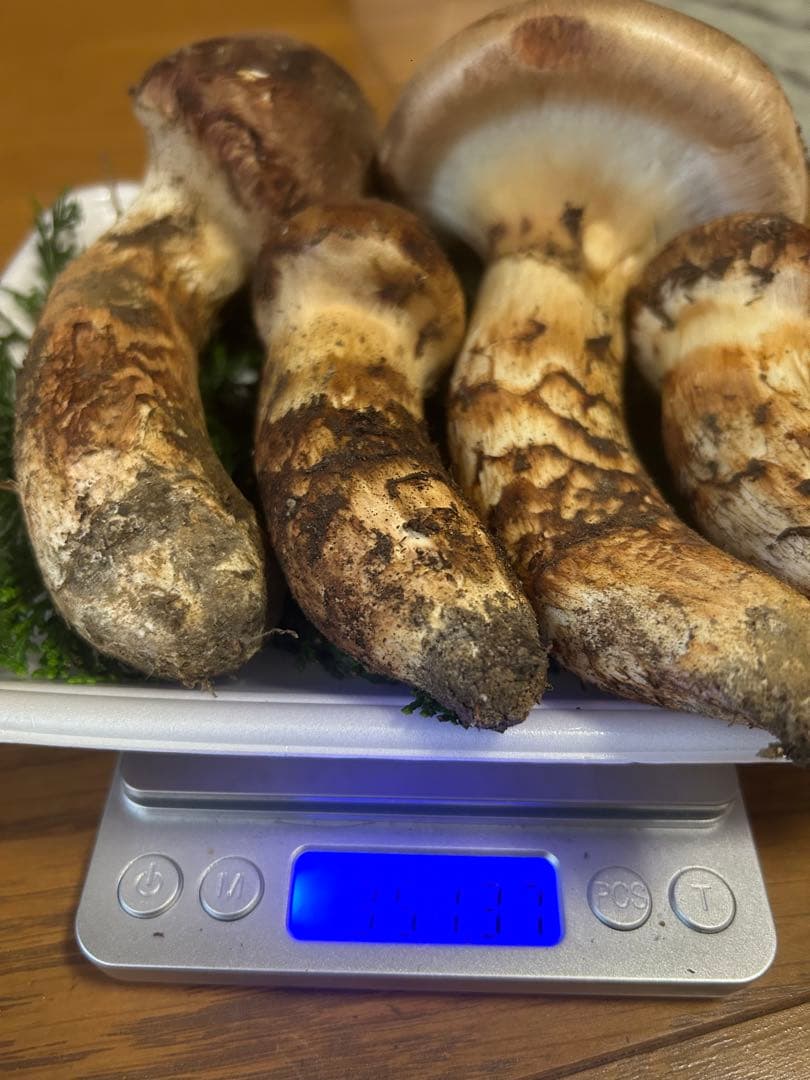 松茸 国産 信州産 長野県産