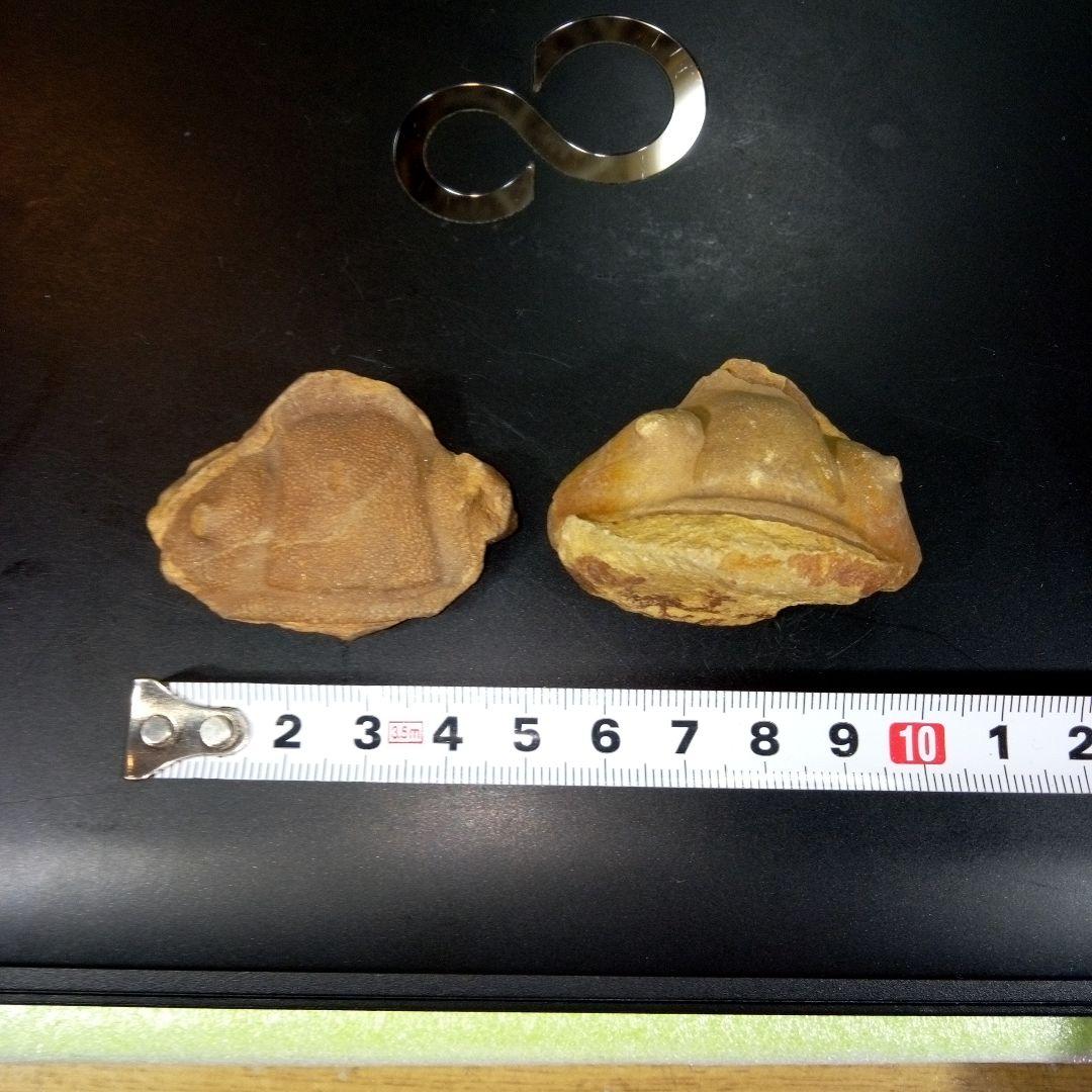 三葉虫　化石　fossil　ボリビア産　レア　Fossil識別④　２個セット