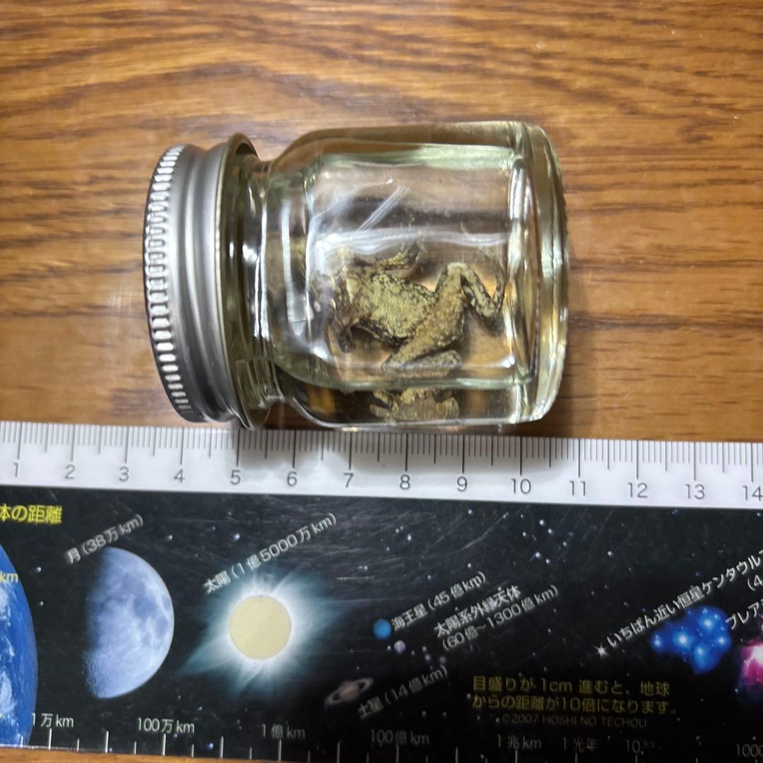 カエルの標本 ガラス製 約6cm ミヤコヒキガエル