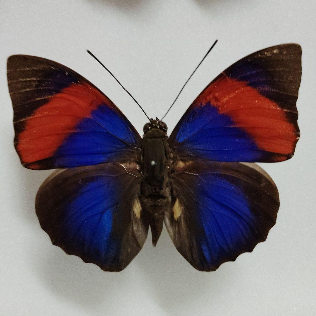 美品　ナルキッサスミイロタテハ A〜A-品　蝶標本　ブラジル　オビドス