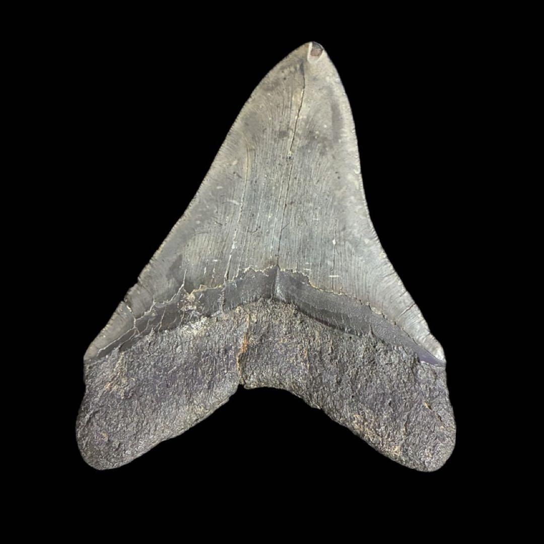 メガロドン　歯　化石　ノースカロライナ産　特大　最大級