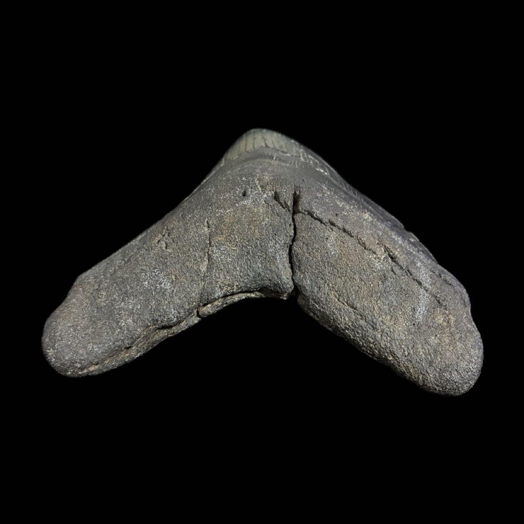 メガロドン　歯　化石　ノースカロライナ産　特大　最大級