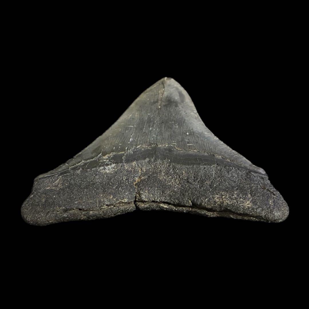 メガロドン　歯　化石　ノースカロライナ産　特大　最大級