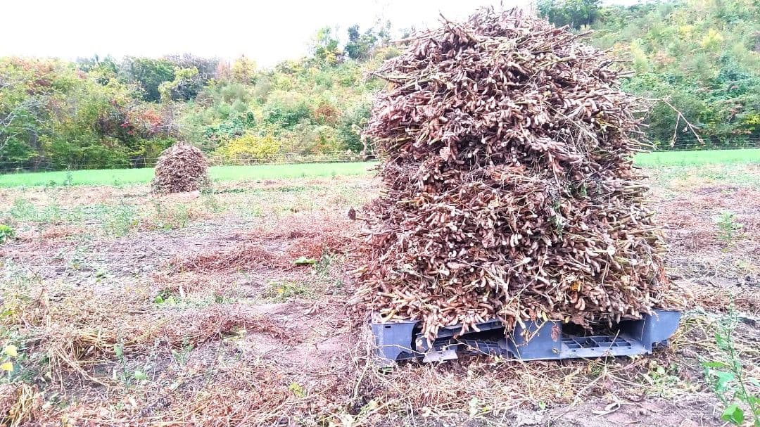 農家直送【新豆】令和7年産 北海道壮瞥町産大豆20㎏