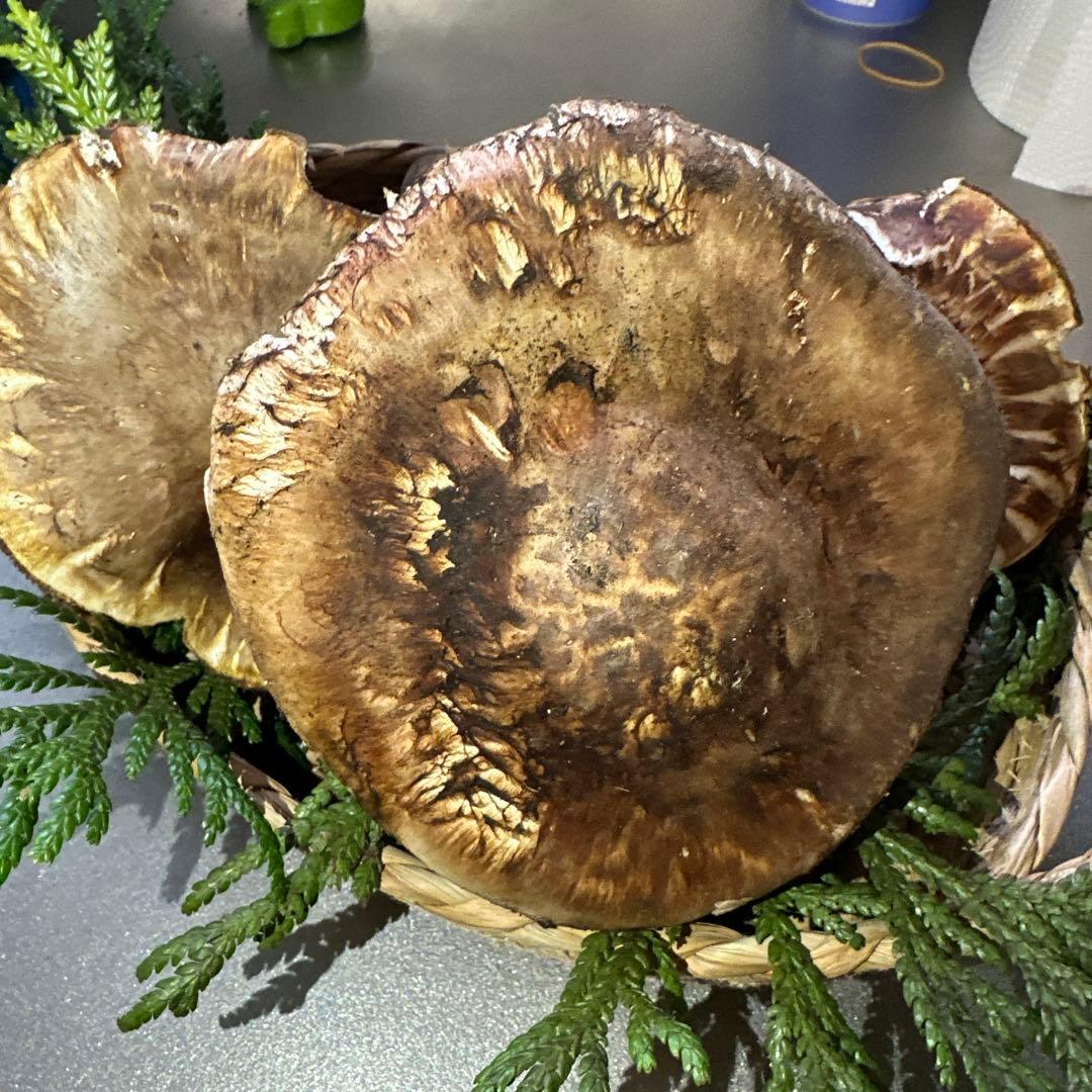 訳あり品‼️国産天然松茸‼️400g‼️