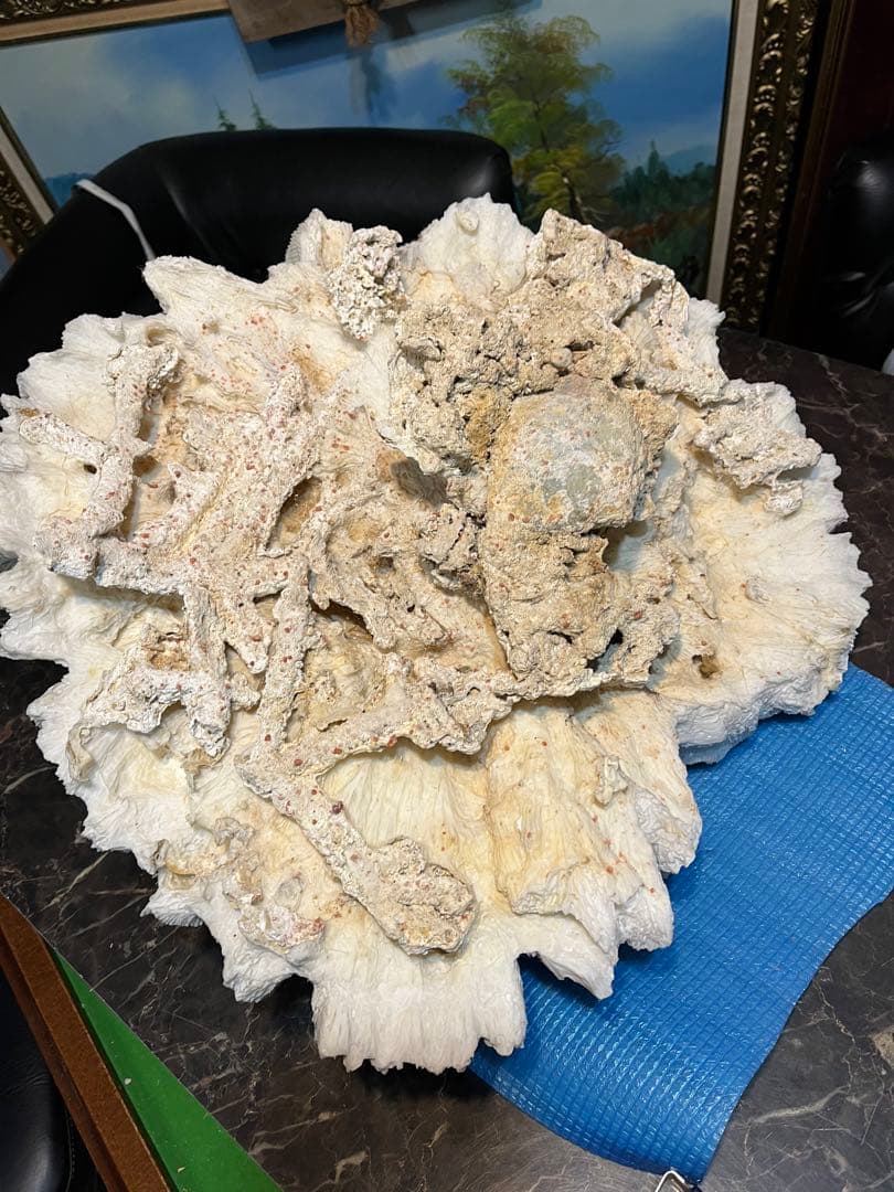 超特大珊瑚礁、直径66センチ、ナガレハナサンゴ、飾りサンゴ、海水魚、白化珊瑚